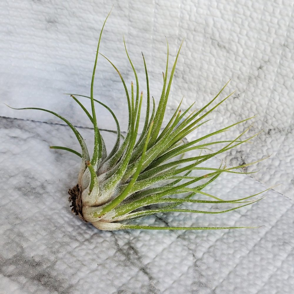 Live Air Plant, Tillandsia Ionantha, medium airplant for Terrarium, Fairy Garden - Picture 5 of 5